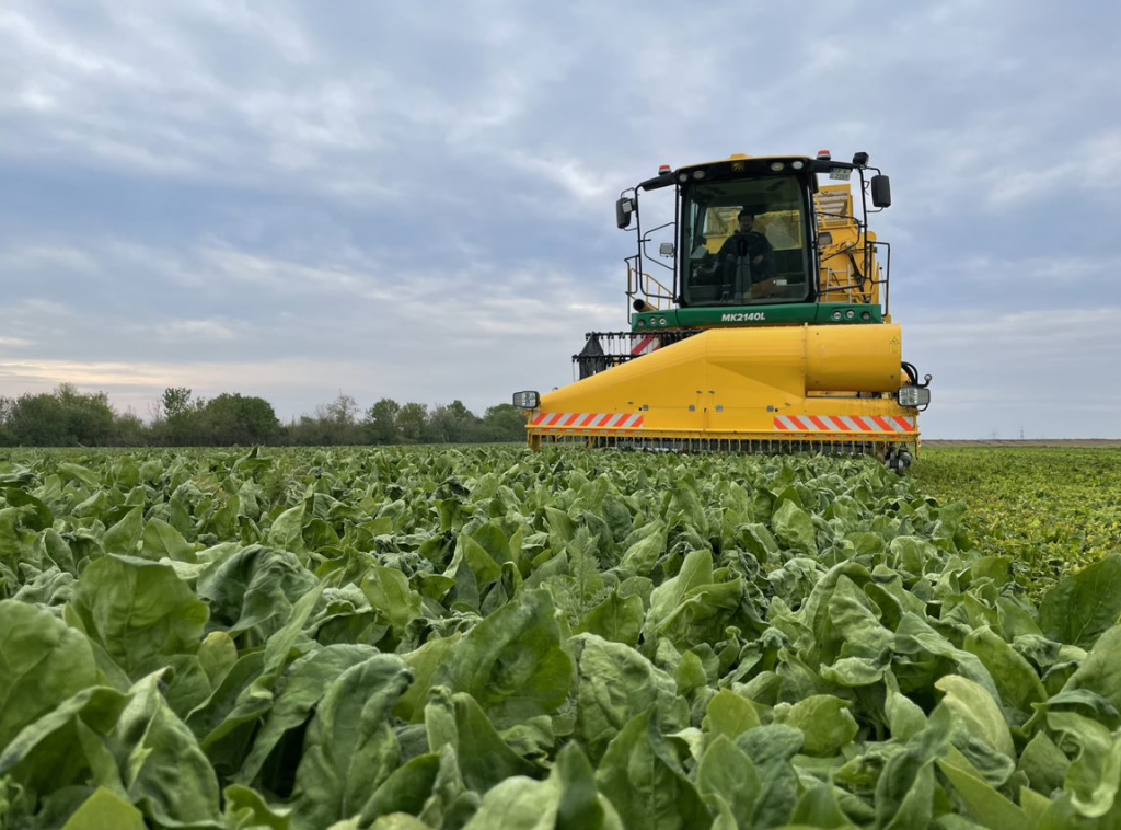 Eine gelbgrüne Erntemaschine führt bei bewölktem Himmel eine Spinaternte für FRoSTA-Tiefkühlprodukte auf üppigen Feldern bei Bobenheim-Roxheim durch.