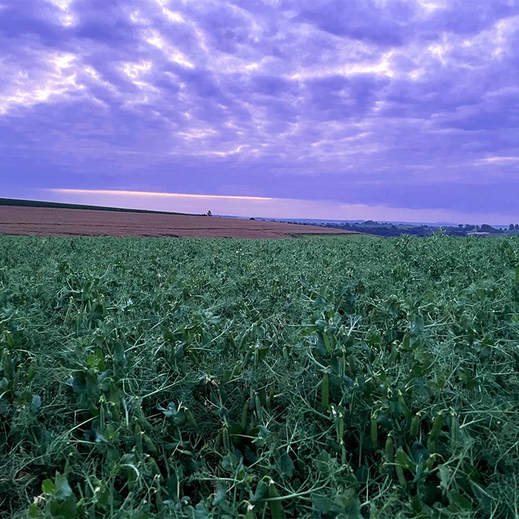 Ein üppiges grünes Feld erstreckt sich unter dramatischen, violetten Wolken in die Ferne; ein Hauch von Ackerland und Hügeln – perfekt für FRoSTA Tiefkühlprodukte.