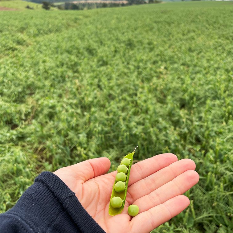 Eine Hand hält eine geöffnete Erbsenschote mit grünen Erbsen, vor einem Feld – frisch wie FRoSTA Tiefkühlprodukte aus der Natur.